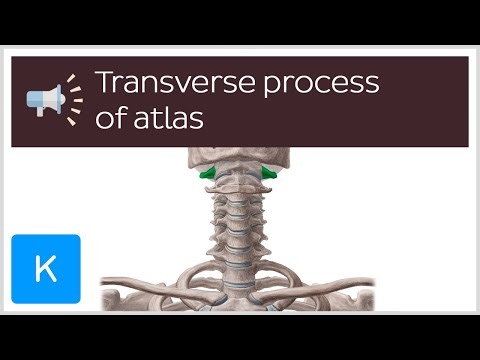 Transverse process of atlas | Anatomical Terms Pronunciation by Kenhub