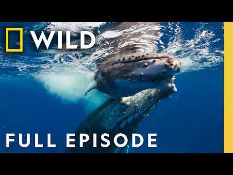 Giants of the Deep (Full Episode) | OceanXplorers | Nat Geo Animals