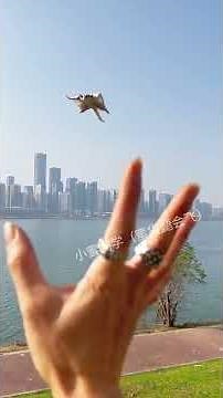 This is too amazing! #Sugar Glider #Pet #Adorable Pet Debut Plan