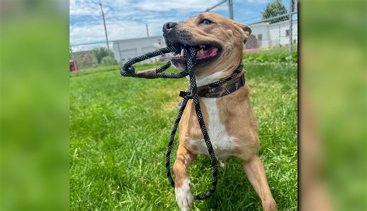 Euclid Animal Shelter dog in the running for America’s Favorite Pet