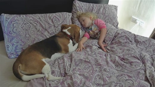 Protective beagle watches over a sleeping child