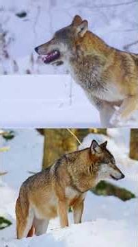 How wolves organize their deadliest hunts #wildlife #animals #shorts