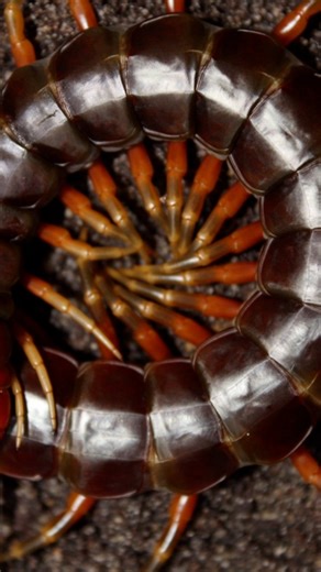 Feeding Time For My Giant Centipede Some Facts! (Scolopendra galapagoensis, Darwin’s Goliath Centipede From South America & Galápagos Islands) . . #educational #animalfacts #animals #wildlife #nature #bugs #centipede #facts #interestingfacts #feedinganimal #scolopendra #scolopendragalapagoensis | Luv Exotics