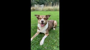 🎥🐾 Meet Tess, our sweet Collie x Lab girl at Border Collie Trust! 💕 Check out this video of her having fun and letting her playful side shine. Tess has been through a lot recently, and while she's a friendly, loving lady, she's feeling a bit unsure and needs some time to settle into her new surroundings. Tess has always been in a calm, quiet home, and she'd thrive in a similar environment again. If you're looking for a loyal companion who just needs a little time and patience, Tess is the gir