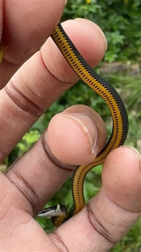 Ringneck Snakes on a Mountain!