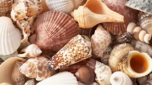 Shelling in Puerto Rico - Best Places To Find Seashells In Puerto Rico