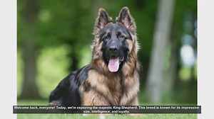 King Shepherd: Pros and Cons of This Majestic Breed