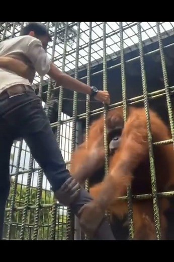 Orangutan Attacks Human.