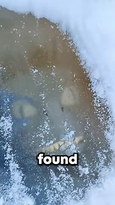 11K views · 141 reactions | Top 5 Strange Animals Found Frozen in Ice ❄勞#Animals #nature #facts #viralshorts #learnsomething | Geographical Beauty | Facebook