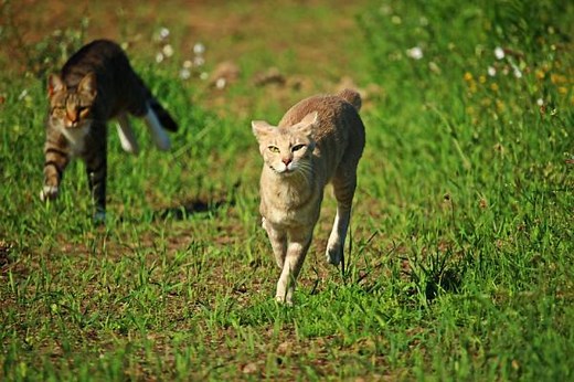 Como espantar gatos de rua - 15 repelentes naturais!