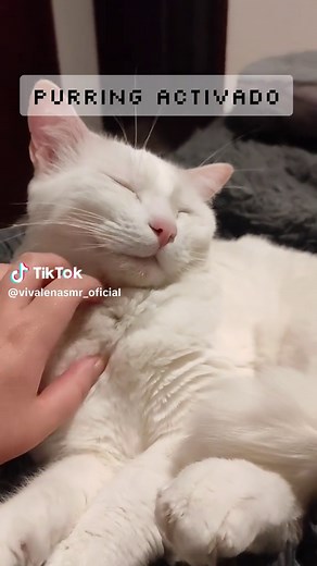 Disfruta de ASMR con mi gato: Purrs y sonidos relajantes