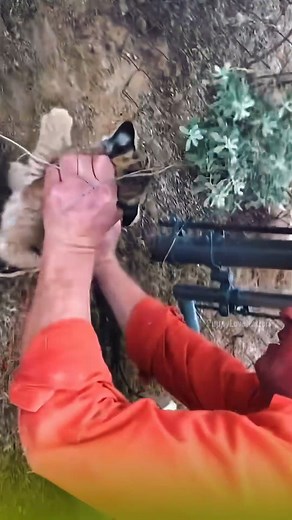 7.9K views · 222 reactions | Heroic Hands Free Injured Bobcat From a Cruel Trap ❤️ #puppylove #animal #AnimalRescue #rescue | Puppy Love Nation | Facebook