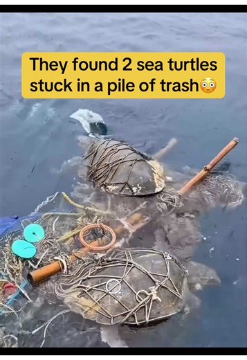 They found two sea turtles stuck in a pile of trash in the ocean. They rescued the turtles and freed them from the trash❤️ #seaturtle #seaturtles #turtlerescue #savetheocean #turtle