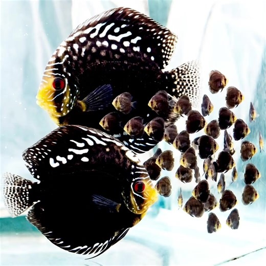 Boost Your Live Streaming with Raflexya