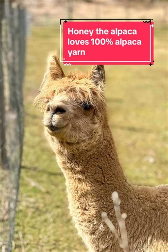 Honey my alpaca loves wearing 100% alpaca fiber! Now you can too! Just knit up something fabulous with our 100% alpaca yarn. Made in the USA. #alpacawool #yarnlovers #alpacas #yarntok #usamade🇺🇸