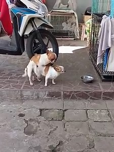 apareamientosanimal on TikTok