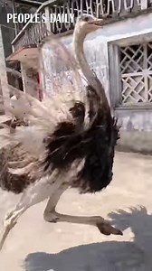 This is how ostrich fights!