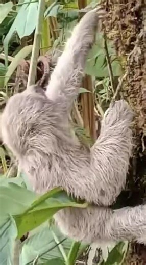 Very cute sloth#sloth#cool#funny
