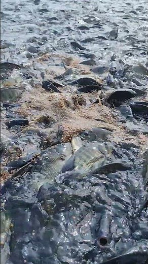 best way to feed tilapia fish for fast growth