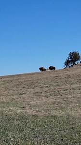 These bulls were having a nice scratch! #Bison #bisonranch #southdakota #itchy #ranchlife #prairie | 777 Bison Ranch