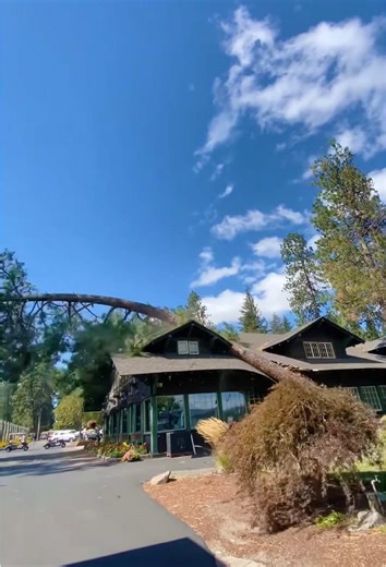 Logging Fails,Damaging a House #satisfying #tree #asmr #oddlysatisfying #fyp #usa🇺🇸