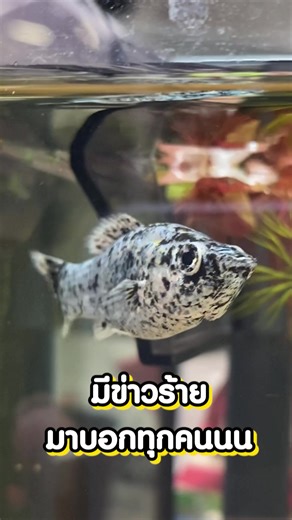 ปลาตายจะหมดตู้แล้วววว #pcnpetclub #ความรู้ #ปลาสวยงาม #ล้างกรองตู้ปลา #กรองตู้ปลา #อาหารปลา #sakuragold #fyp #สวนสัตว์tiktok #สัตว์โลกน่ารัก