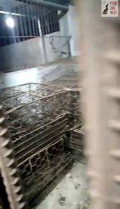 CHINA: UPDATE ON STANDOFF AT SLAUGHTERHOUSE. Last night volunteers held firm in a standoff at a slaughterhouse. From my understanding volunteers ended up in meetings with local officials which went into the night. Plans were laid down for handling the dogs, starting with mandatory rabies vaccinations. Over 200 dogs were vaccinated last night then removed from the slaughterhouse into the care of volunteers! In turn volunteers have agreed to stop relentlessly phoning government officies demanding 