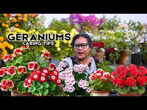 Stop Killing Your Geraniums! Essential Care Tips Every Gardener Must Know 🌸 Pabitra Garden