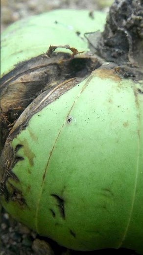 DYNAMITE Tree (Seeds explode) DANGEROUS! 💥🤔 #Shorts