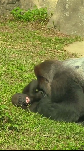 Gorilla Mating & Natural Behavior 🦍#Gorilla #GorillaMating #AnimalBreeding #Wildlife #AnimalBehavior