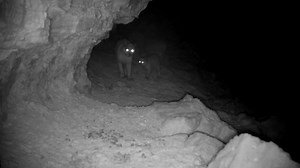 TINY BABY 😻 Our partners Team Bars Turkmenistan of Conservation X Labs made an exciting discovery when one of their trail cameras caught a glimpse of a caracal kitten in the Garabogazköl Basin 🇹🇲 This discovery confirms reproduction of the species in the country, which is hugely encouraging. Find out more about this rare discovery 🔗 rzss.org.uk/news/caracal-kitten-spotted-first-time-turkmenistan | Royal Zoological Society of Scotland (RZSS)