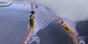 The krill issue