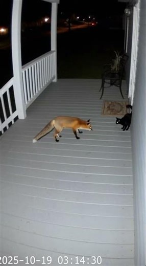 This Tiny Cat SCARED a Wild Fox Away! #animals #herocat #bravecat #cat #wildlife