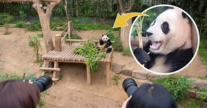 The First Panda Born In South Korea Is So Famous, She Even Has Her Own Dedicated Fansite