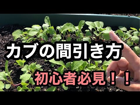 【カブの間引き方】プランター栽培・初心者必見です(^^♪