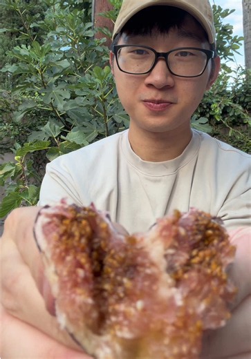 Best Figs Ever: Fig Tree Tips & Why Donkeys Love Figs