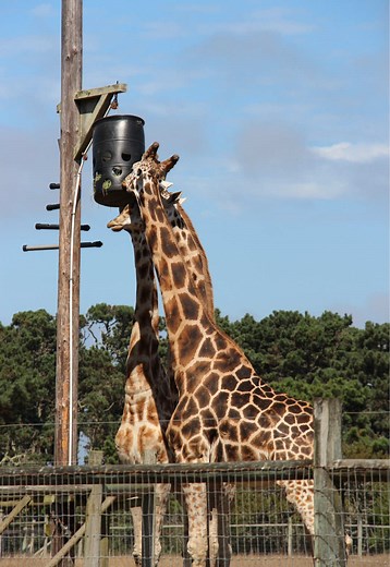 B. Byran is one of those places you’d never expect to exist, and yet, here it is! 😱 If you travel along California’s remote Mendocino Coast, you’ll eventually hit Point Area, a small (extremely small) town with a few shops, restaurants, and giraffes? I know, it sounds crazy! But there are actually zebras, giraffes, and other hoofed African animals on this quaint preserve 🤭 🦒 This isn’t a zoo, it’s a wildlife preserve dedicated to protecting endangered African species. You’ll get up close(ish)
