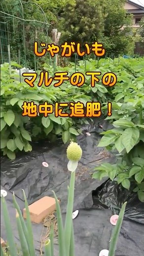 【じゃがいも】マルチの下 地中に追肥します。どうやって？ #家庭菜園 ＃ジャガイモ ＃追肥