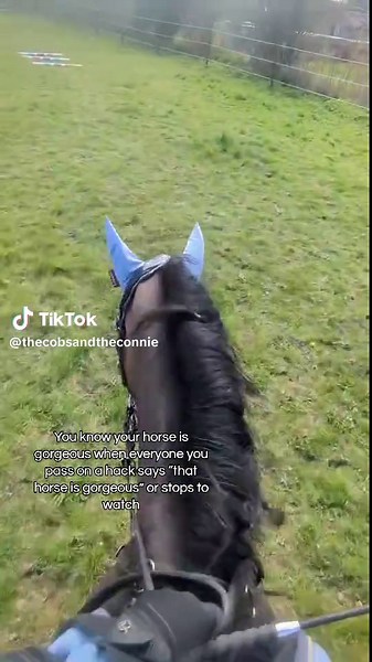 Gorgeous Horse Praised on Hacking Trails