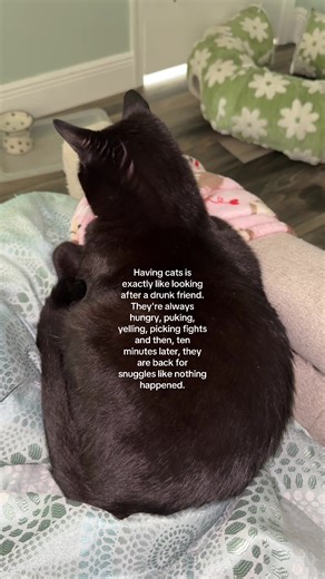 Understanding Cat Behaviors Like Drunken Friends