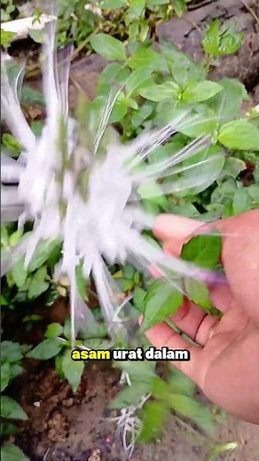 mengenal tanaman kumis kucing⬇️⬇️