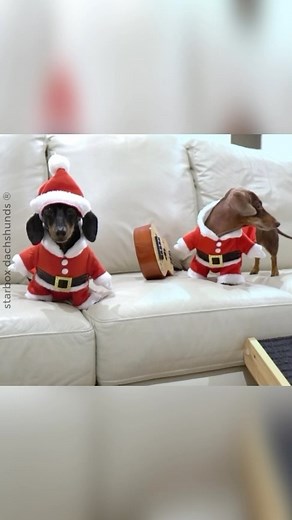 The Starbox Dachshunds on Instagram: "Merry Christmas from the bottom of our hearts! #starboxdachshunds #moonpiestarbox #buttercupstarbox #moonpieandbuttercup #starbox #dachshunds #wienerdog #fun ac thundermilo on YT"