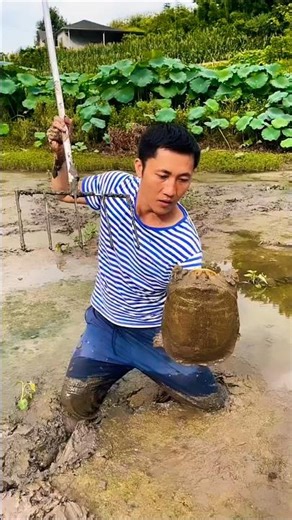 Village Boy Catches Mud Turtle by Hand 🐢🔥Real Village Skill & Nature Discovery #turtle #turtlerescue