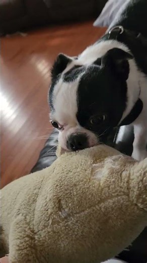 Playing with my Bo-Chi ( Boston Terrier/ Chihuahua.