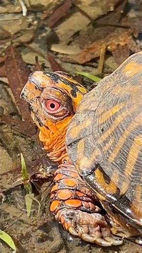Gorgeous and unique male eastern box turtle with incredible red eyes!! #boxturtle #turtle #wildlife