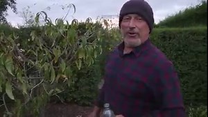 10K views · 362 reactions | How to prevent leaf curl on peach and...