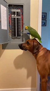 Parrot watched one YouTube tutorial and almost reset the whole house.😂🤣 #ParrotHumor#parrots#funnyparrot#tutorial | Parrot Talks