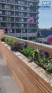 Take a look at the before and after of a new sky garden for staff working in the intensive care unit (ICU) at the Royal Free Hospital. Overseeing Hampstead, the new garden will provide staff with a dedicated space to take time out and unwind away from the ICU. The garden is open for to all staff who work within our ICU. This includes pharmacists, porters, domestics, porters, doctors, nurses and healthcare support workers. Rachel Anticoni, director of operations at the Royal Free Hospital, said: