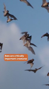 263 reactions · 54 shares | With their nocturnal habits, hidden caves...