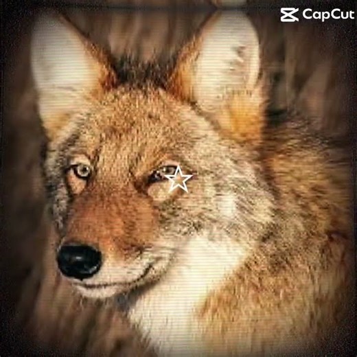 Eastern coyotes #Coyote #EasternCoyote #therian #theriotype